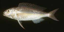 Слика од Nemipterus mesoprion (Bleeker 1853)