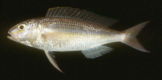Слика од Nemipterus mesoprion (Bleeker 1853)