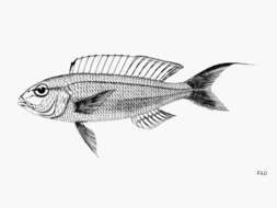 صورة Nemipterus nemurus (Bleeker 1857)