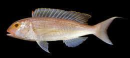 صورة Nemipterus nemurus (Bleeker 1857)