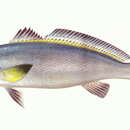 Image of Brown croaker
