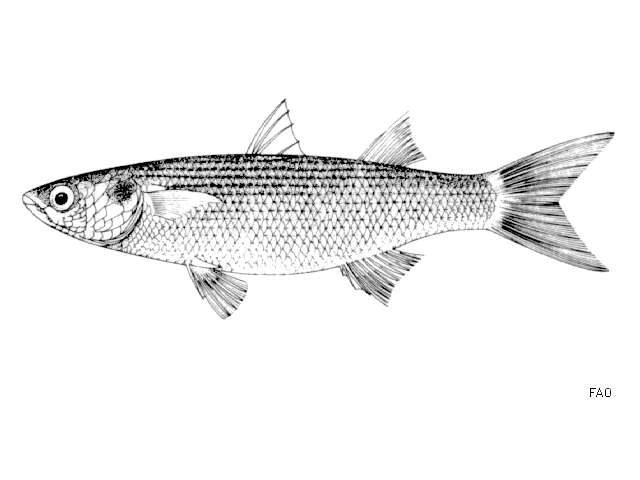 Image of Grey Mullet