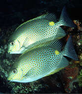 Image of Golden rabbitfish