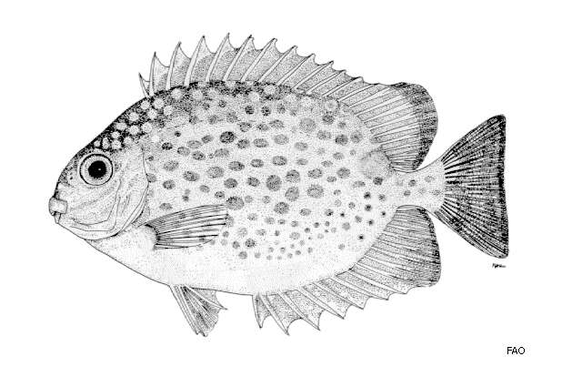 Image of Golden rabbitfish