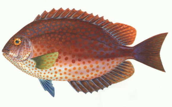 Image of Golden rabbitfish