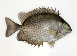 Image of Golden rabbitfish