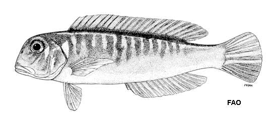 Слика од Branchiostegus japonicus (Houttuyn 1782)