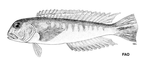 Image de Branchiostegus auratus (Kishinouye 1907)