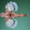 Image of Hawaiian Sea-moth Fish