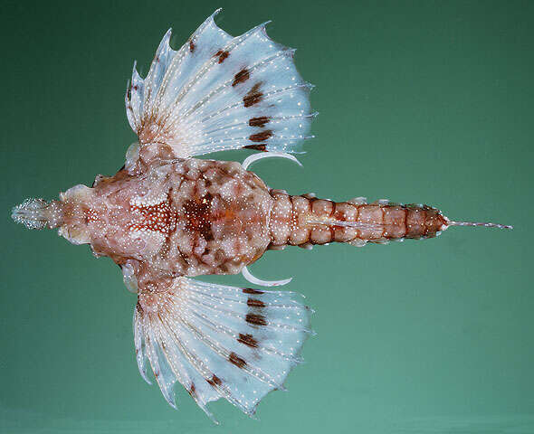 Image of Hawaiian Sea-moth Fish
