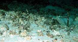 Image of Galapagos garden eel