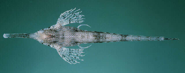 Image of Long-tailed Dragonfish