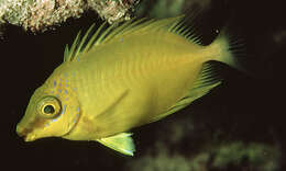 Image of Coral rabbitfish