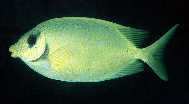 Image of Coral rabbitfish