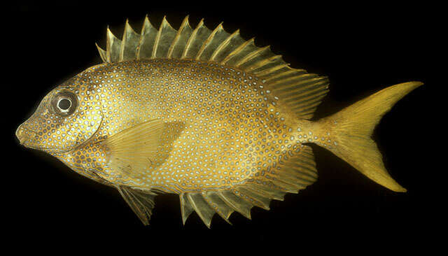 Image of Coral rabbitfish