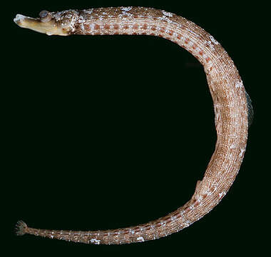 Image de Cosmocampus howensis (Whitley 1948)