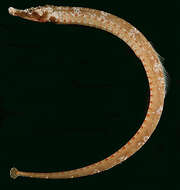 Image of Lord Howe pipefish