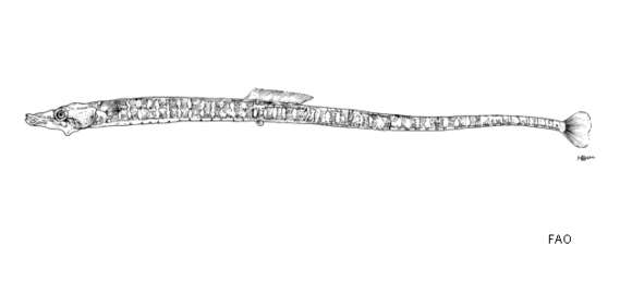 Image of Investigator pipefish