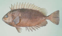 Image of Dusky spinefoot