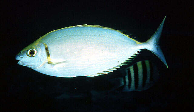 Image of Forktail rabbitfish