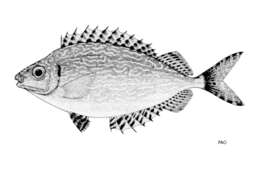 Image of Forktail rabbitfish