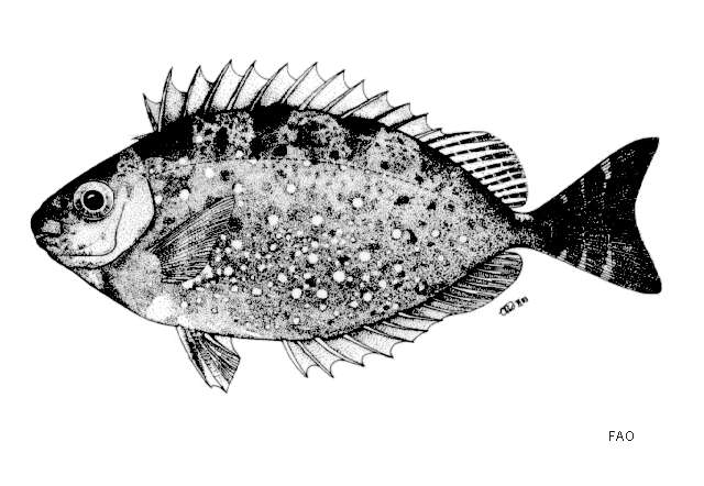 Image of African white-spotted rabbitfish