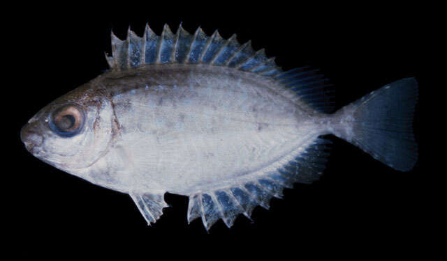 Image of African white-spotted rabbitfish