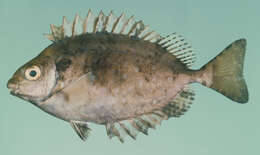 Image of African white-spotted rabbitfish