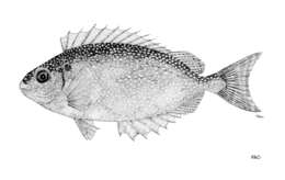 Image of Dusky rabbitfish