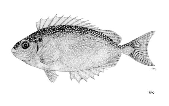 Image of Dusky rabbitfish