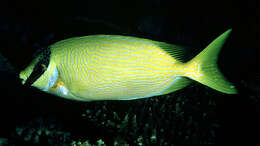 Image of Bluelined rabbitfish