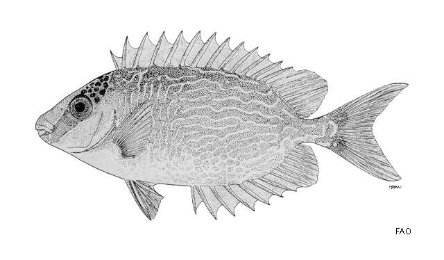 Image of Bluelined rabbitfish