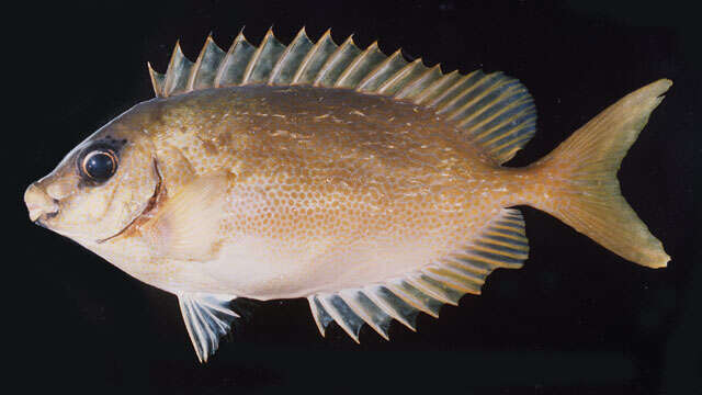 Image of Black-eyed rabbitfish