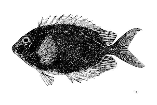 Image of Fine-spotted rabbitfish