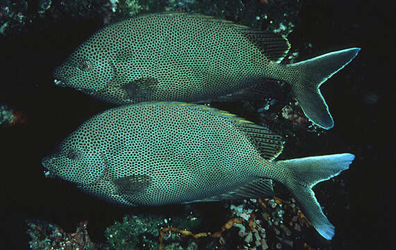 Image of Brown-spotted rabbitfish