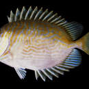 Image of Barred rabbitfish