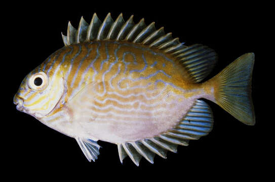 Image of Barred rabbitfish