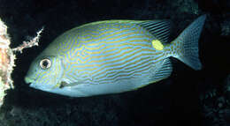 Image of Lined rabbitfish