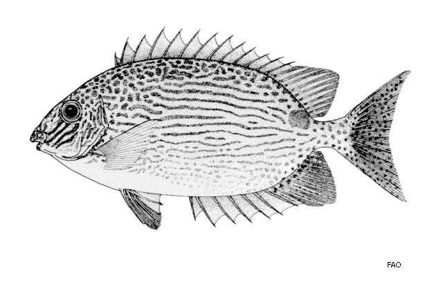 Image of Lined rabbitfish