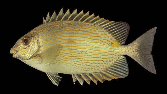 Image of Lined rabbitfish