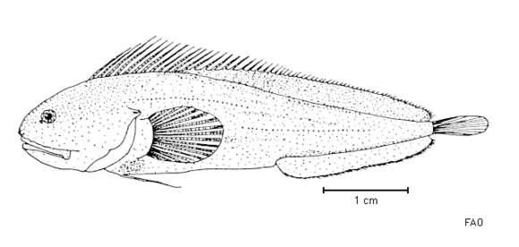 Image of Brosmodorsalis