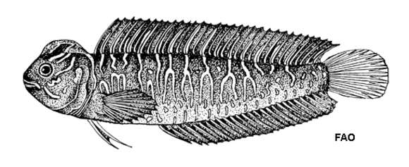 Plancia ëd Salaria basilisca (Valenciennes 1836)