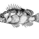 Image of Messina rockfish