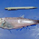 Image of West Atlantic (silver) deepsea herring