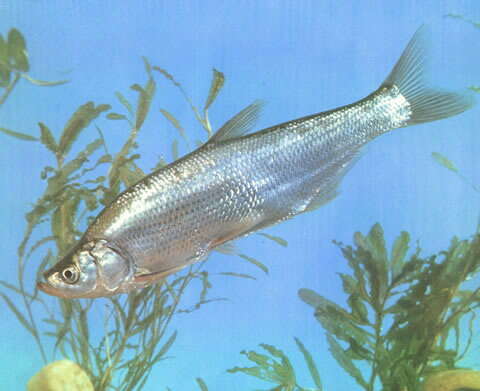 Слика од Chanodichthys erythropterus (Basilewsky 1855)