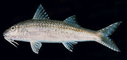 Image of Por&#39;s goatfish