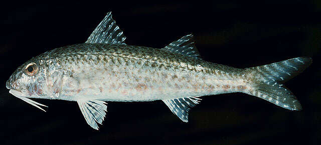 Image of Por&#39;s goatfish