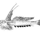 Imagem de Callionymus erythraeus Ninni 1934