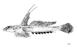 Слика од Callionymus erythraeus Ninni 1934