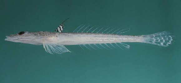 Image of Peters’s dragonet